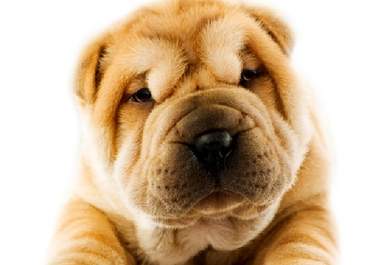 record with Sharp, my animated cartoon Shar Pei dog, your advertisement, personal message or cute movie big1