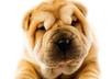 record with Sharp, my animated cartoon Shar Pei dog, your advertisement, personal message or cute movie small1