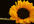 send you my original photograph of a sunflower