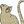 louisthecat