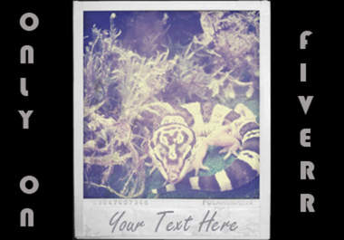 make your photo look like an old polaroid picture big1
