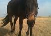 answer any horse health or management question
