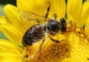 teach you about beekeeping successfully big1