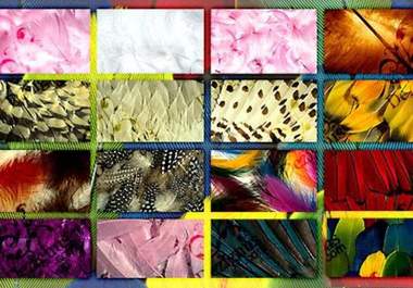send you an awesome high resolution pack of bird feathers and includes colorful feathers from various beautiful birds from around the planet big1