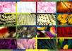 send you an awesome high resolution pack of bird FEATHERS and includes colorful feathers from various beautiful birds from around the planet