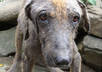 feed 5 stray dogs in India and give them love and happiness small1