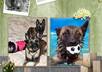make you a pet collage photo