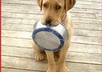 accept your donation to help feed Wild and Stray Animals small1