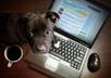 make a photo of A Dog Browsing Your Website OR Text
