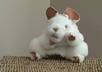 create a video of Mundie the Mouse saying a special message small1