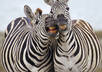 provide to you 188 Royalty Free African Safari HQ photos