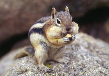 create you a 30 second chipmunk video big1