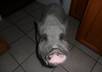 take a picture of my pig and your message