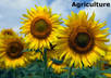write any article related to Agriculture up to 1000 words