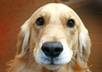create A Customer Testimonial, Product Testimonial, Website Testimonial, Video As Jax The Dog