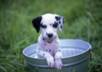 design a cool dog walking business flyer with graphics and your information and email it to you