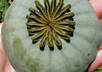 send u 500+ Giganteum Papaver Somniferum Poppy Seeds small1