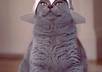 pin 10 images linking to your site on one of my real looking Pinterest accounts small1