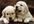 get Poochie Golden Retriever Pup Puppet to sing a funny Greeting of your choice