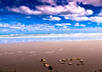 spell out a Word in the Sand with Seashells