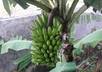 creating video or images of fruit, bird, trees or natural biodiversity that exists in Indonesia as well as a detailed explanation