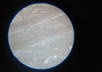 show you under microscope anything you want