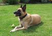 give you 15 dog related ebooks on dog training, dog health, dog food and much more with full plr rights
