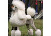 Poodle