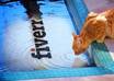 make MAGNIFICENT cute pets slideshow video to promote your logo small1