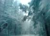 send you 10 unique winter photographs from Bulgaria small1
