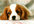 give you a basic dog training course in 7 lessons