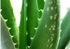 Aloe_vera
