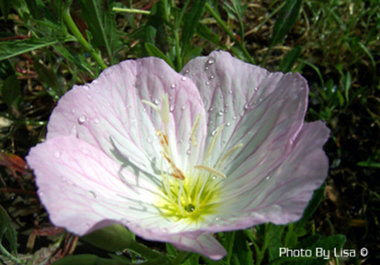 add photographer credit text to your batch of photos 100 max big1