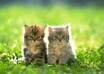 show You How To Pamper Your Cat With 100 Recipes For Your Feline Friend