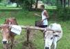 create a hd video promotional about your business or text messages while ploughing by OXEN in a traditional way small1